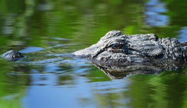Woman killed in alligator attack while swimming in Florida river, FWC says – NBC 6 South Florida