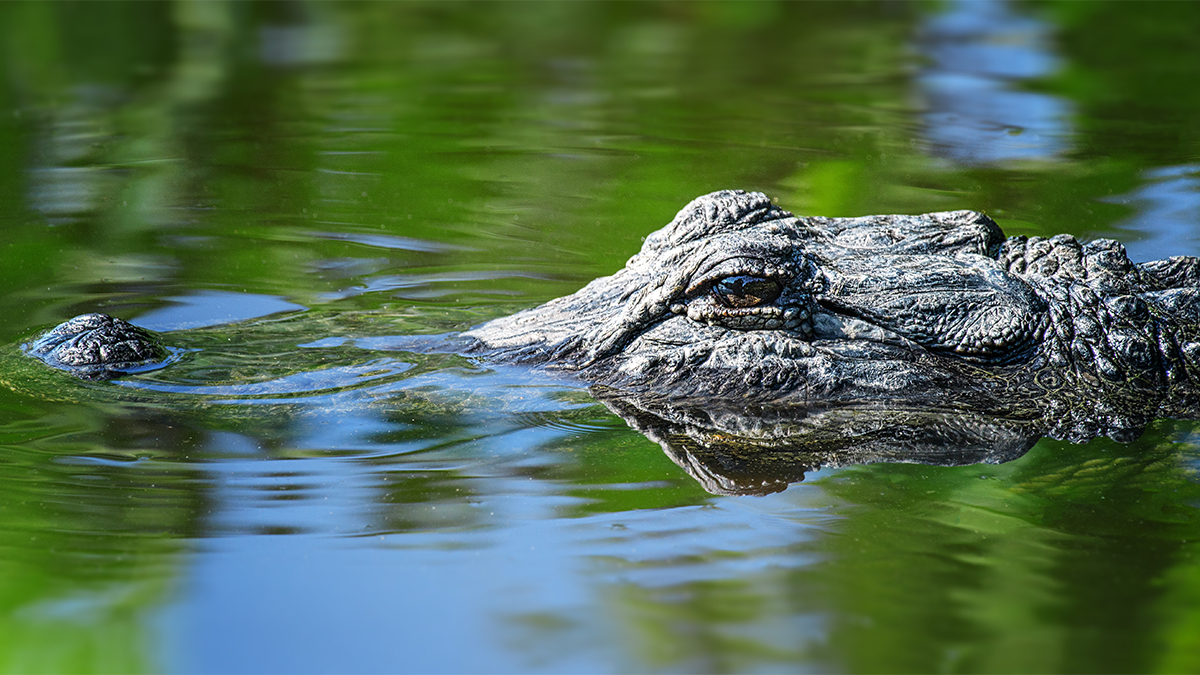 Woman killed in alligator attack while swimming in Florida river, FWC says – NBC 6 South Florida