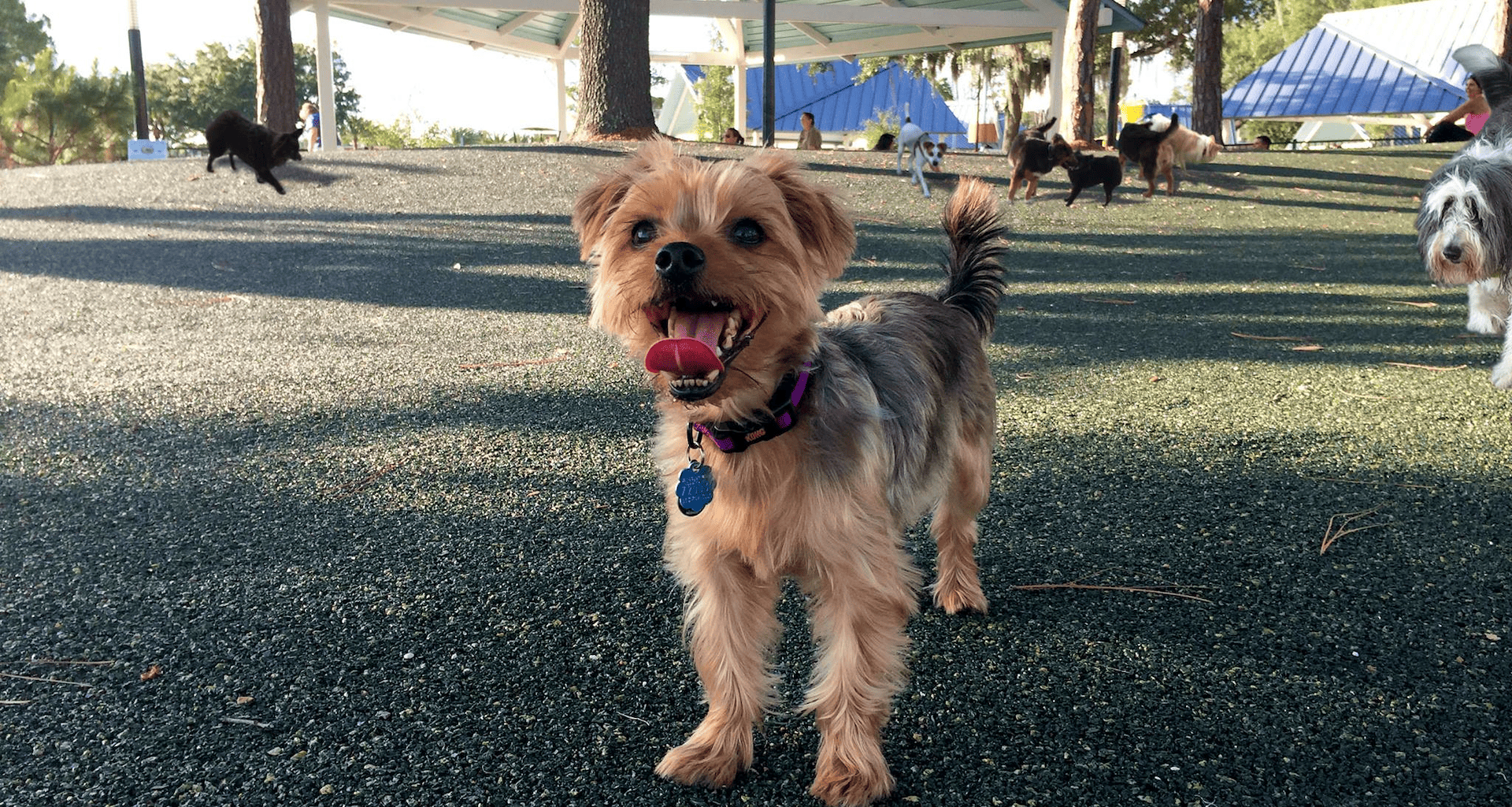 dog standing in a park smiling