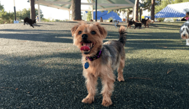 dog standing in a park smiling