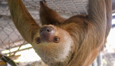 Sloth World sloth Willow euthanized, Central Florida Zoo announces
