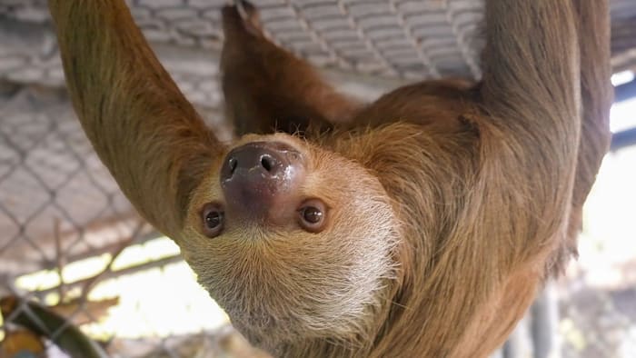Sloth World sloth Willow euthanized, Central Florida Zoo announces