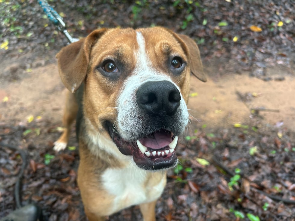 Frank - with his classic boxer face - can look serious with a wrinkled brow or break into a...