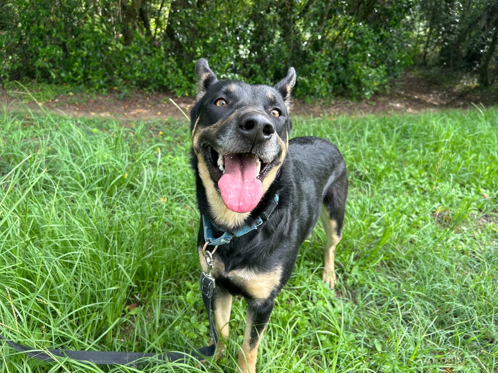 Find your True love at the shelter this weekend!