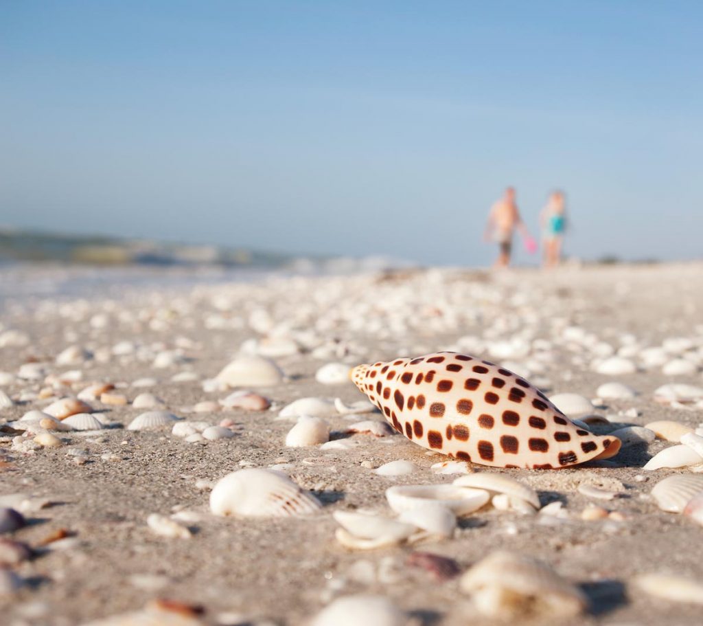 Enjoy the 2nd Annual Shell & Swap at The Sanibel Recreation Center June 19. Photo courtesy of iStock