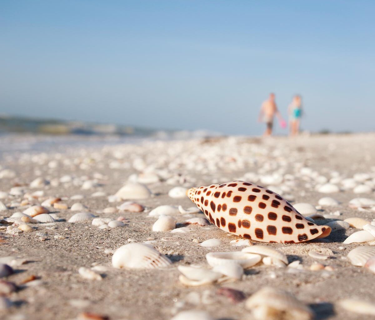 Enjoy the 2nd Annual Shell & Swap at The Sanibel Recreation Center June 19. Photo courtesy of iStock