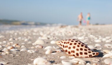 Enjoy the 2nd Annual Shell & Swap at The Sanibel Recreation Center June 19. Photo courtesy of iStock