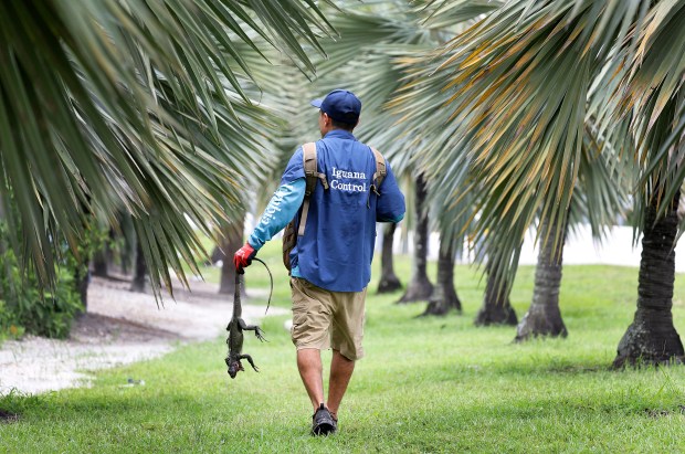 Miami Beach Iguana Control worker Bruno Sano carries a dead iguana near the Julia Tuttle Causeway in Miami Beach on Friday, June 4, 2026. (Carline Jean/South Florida Sun Sentinel)