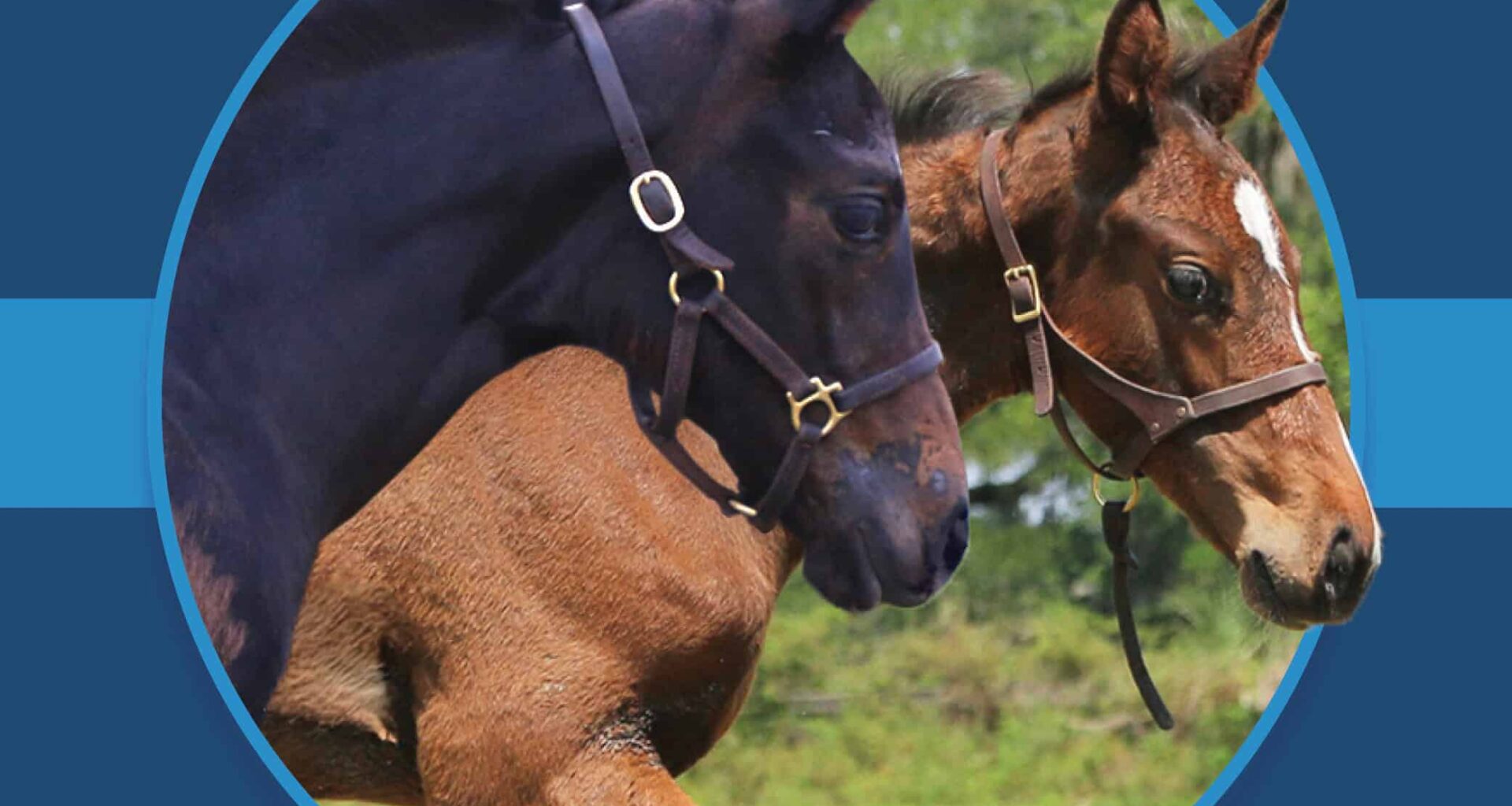 A dark blue square graphic that features headshots of two Florida-bred Thoroughbred foals based on a circular frame outlined by light blue. The foals both face right, and the second foal’s ears and muzzle overlap the circular frame, creating a 3d effect that is emphasized by shadowing underneath the circular frame. A light blue bar runs behind it in the middle of the square. (Photo by ©Tandra Downs)