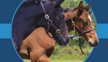 A dark blue square graphic that features headshots of two Florida-bred Thoroughbred foals based on a circular frame outlined by light blue. The foals both face right, and the second foal’s ears and muzzle overlap the circular frame, creating a 3d effect that is emphasized by shadowing underneath the circular frame. A light blue bar runs behind it in the middle of the square. (Photo by ©Tandra Downs)