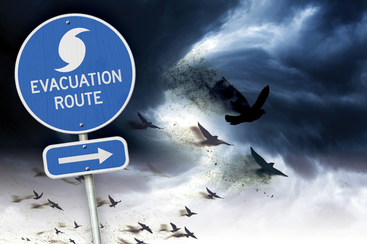 Fight or flight? - Florida Weekly