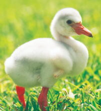 A Caribbean flamingo hatched at Zoo Miami