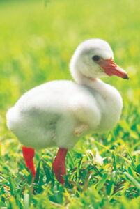A Caribbean flamingo hatched at Zoo Miami