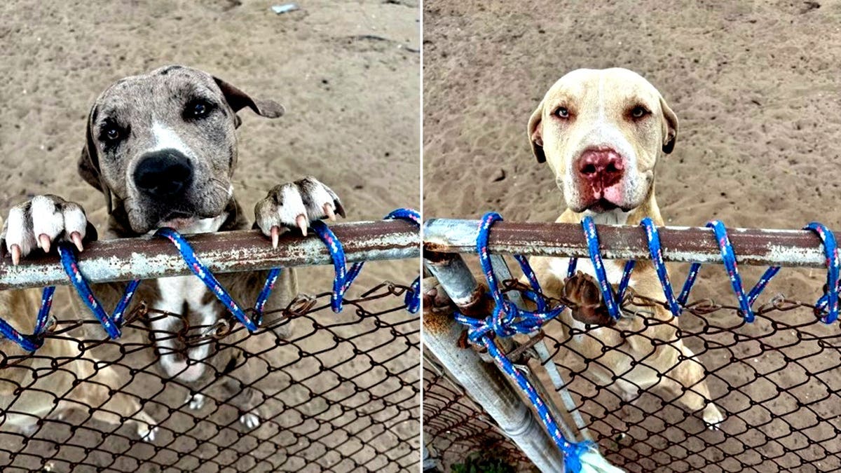Florida pit bulls mauled woman