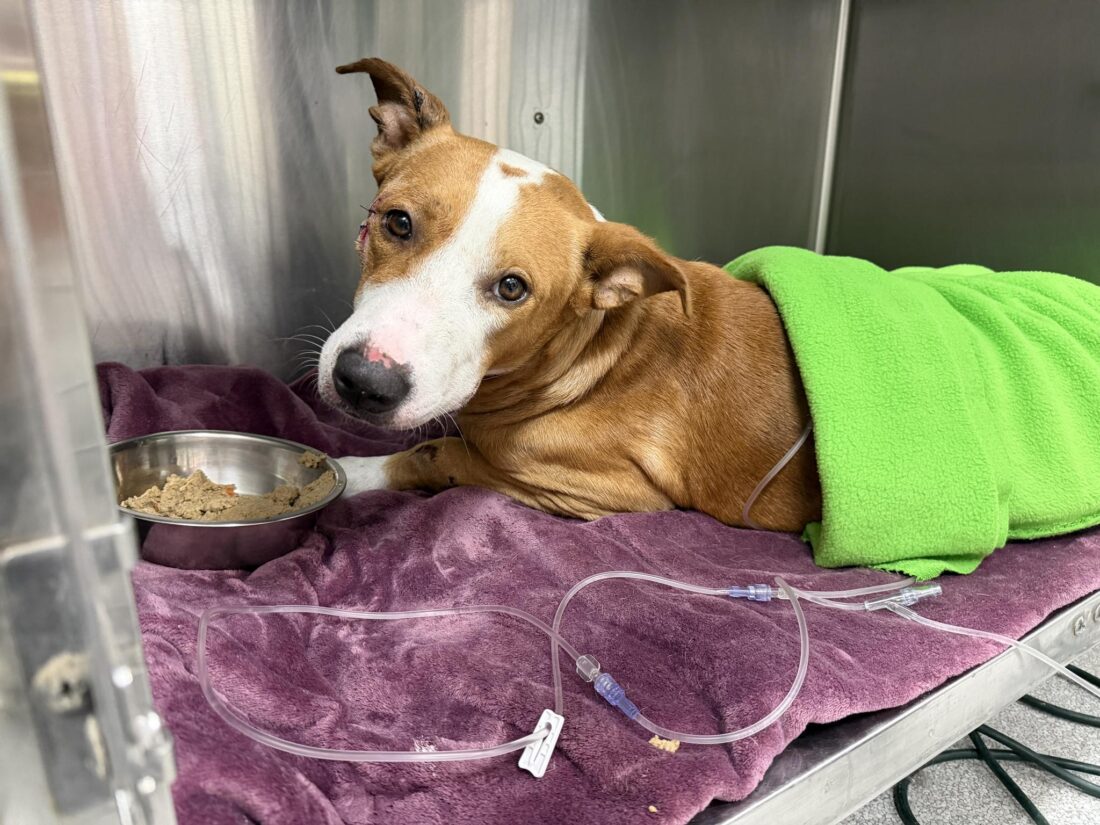 A man franticly walks through the door at Gulf Coast Humane Society . . .