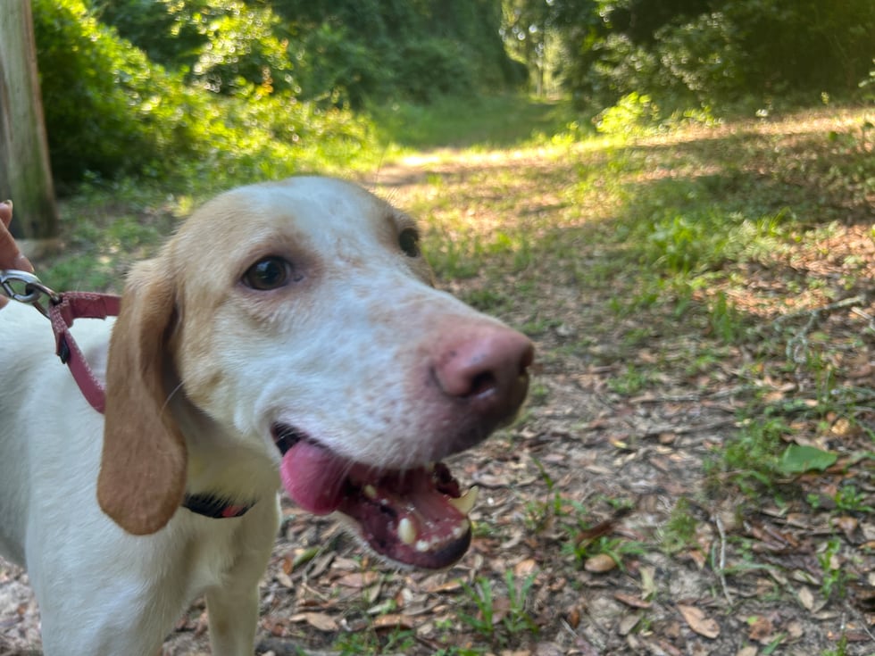 Miranda loves to follow her nose and keep up a brisk pace.