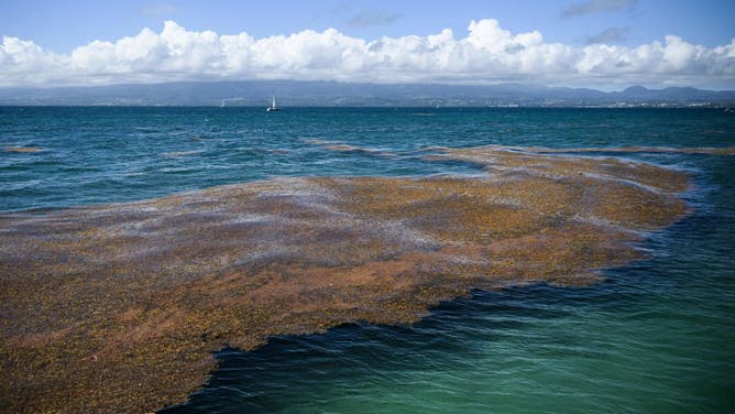 Sargassum seaweed