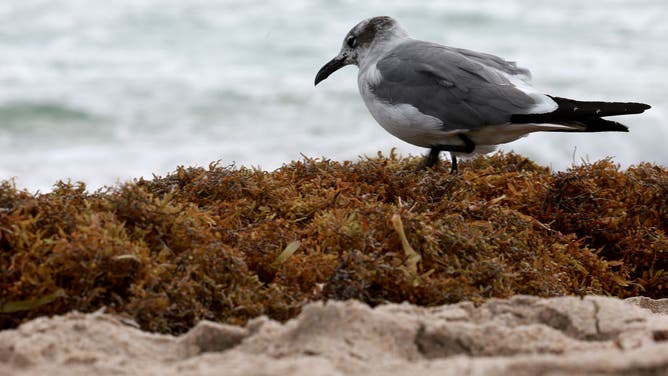 FILE - A seagull walks over seaweed that washed ashore on March 16, 2023 in Fort Lauderdale, Florida.