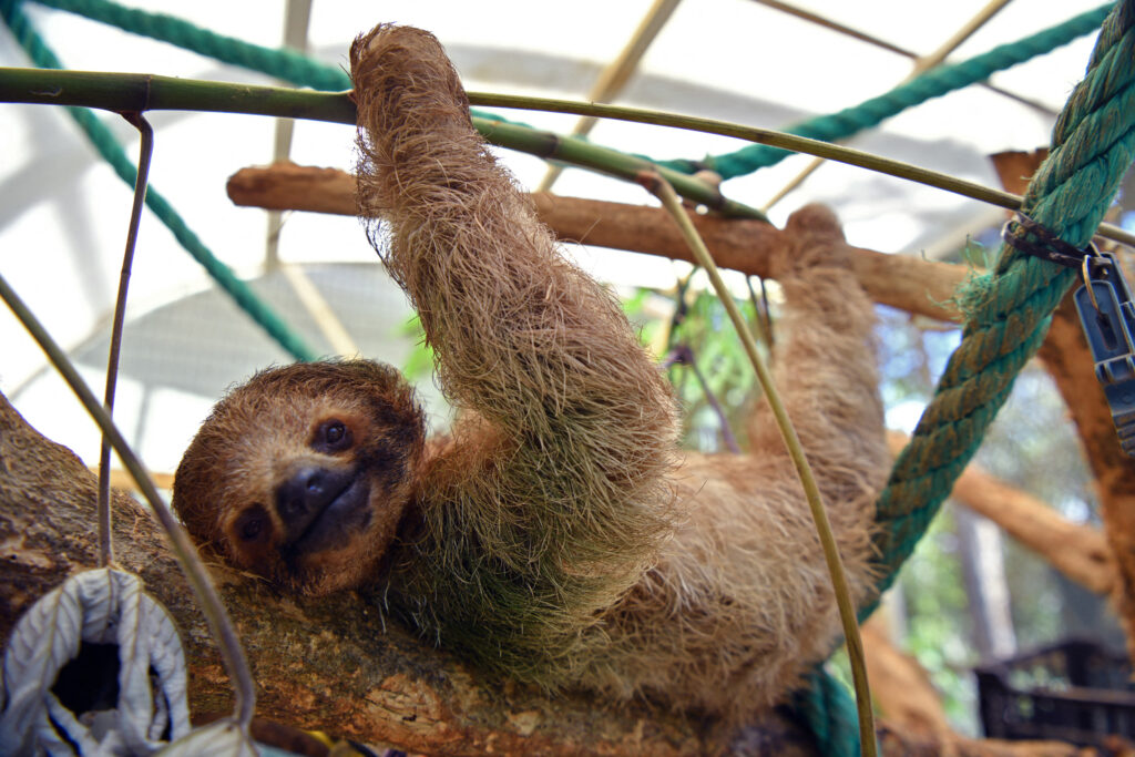 A sloth is seen at the Rescate Wildlife Rescue Center in Alajuela, Costa Rica, on March 16. Credit: Ezequiel Becerra/AFP via Getty Images