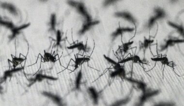 Google asks to release up to 32 million ‘good’ mosquitoes in Florida – NBC 6 South Florida