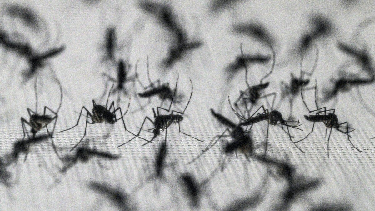 Google asks to release up to 32 million ‘good’ mosquitoes in Florida – NBC 6 South Florida