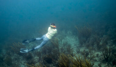 Miami must protect the living reef off South Beach