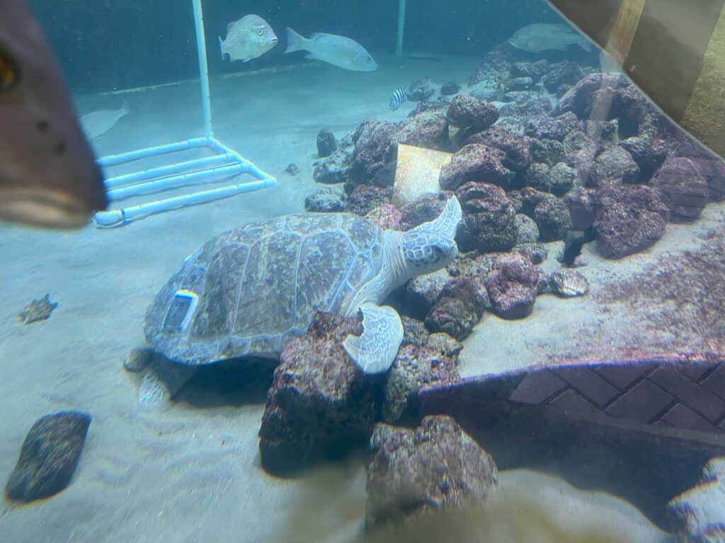 A sea turtle at Gumbo Limbo Nature Center in Boca Raton (Photo courtesy of Discover The Palm Beaches)