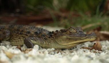 That’s not an alligator — but it has slowly invaded Florida, experts say