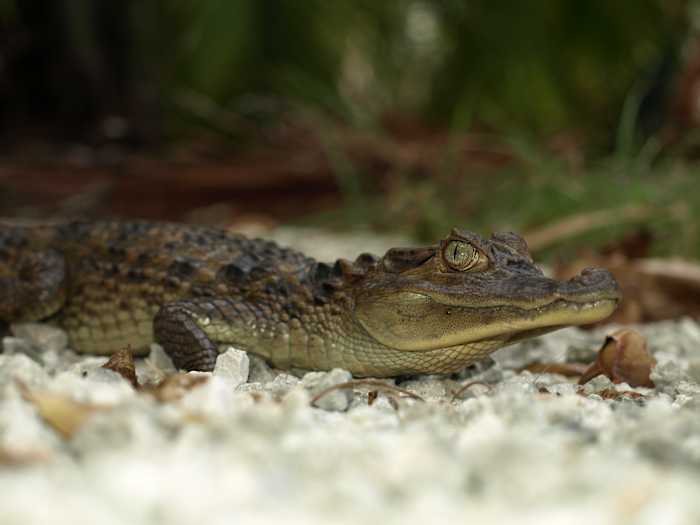 That’s not an alligator — but it has slowly invaded Florida, experts say