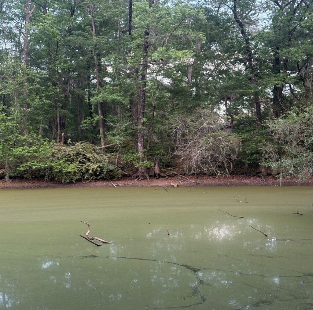 A pond near Dorothy B. Oven Park in April 2026. (Credit: Jonae Powell)