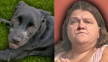 ‘No sign of remorse:’ Duct-taped dog lands Central Florida woman behind bars, sheriff says