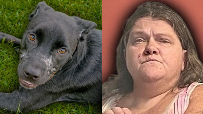 ‘No sign of remorse:’ Duct-taped dog lands Central Florida woman behind bars, sheriff says