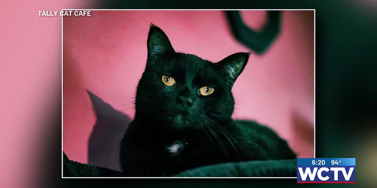 Something Good: Tally Cat Cafe celebrates 2,000 adoptions