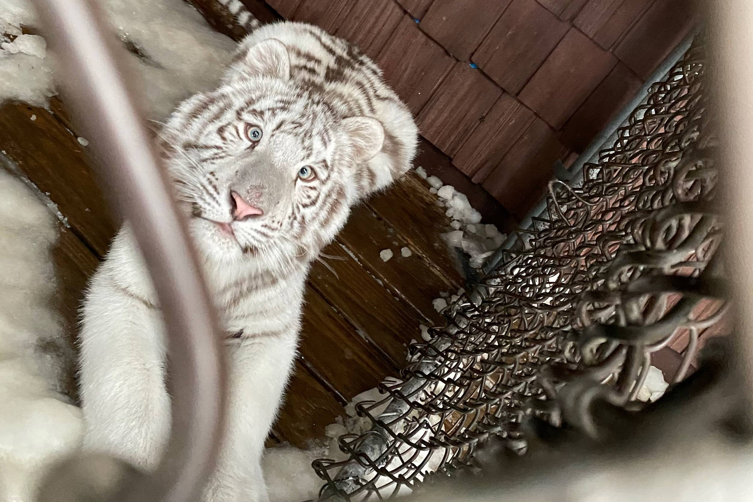 A white tiger looks up from inside an enclosure at Larry Wallach’s home in East Rockaway, NY., on Feb. 3, 2021. Credit: Nicole Rice