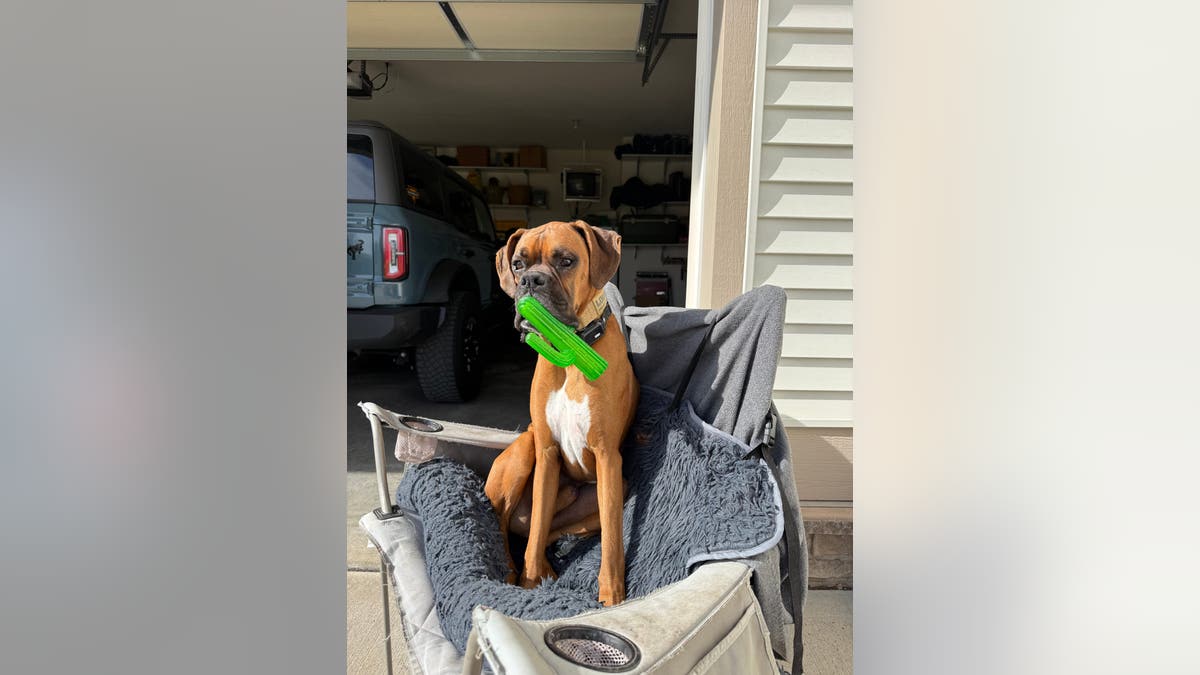 a brown boxer dog with a green toy in his mouth sits in a camping chair