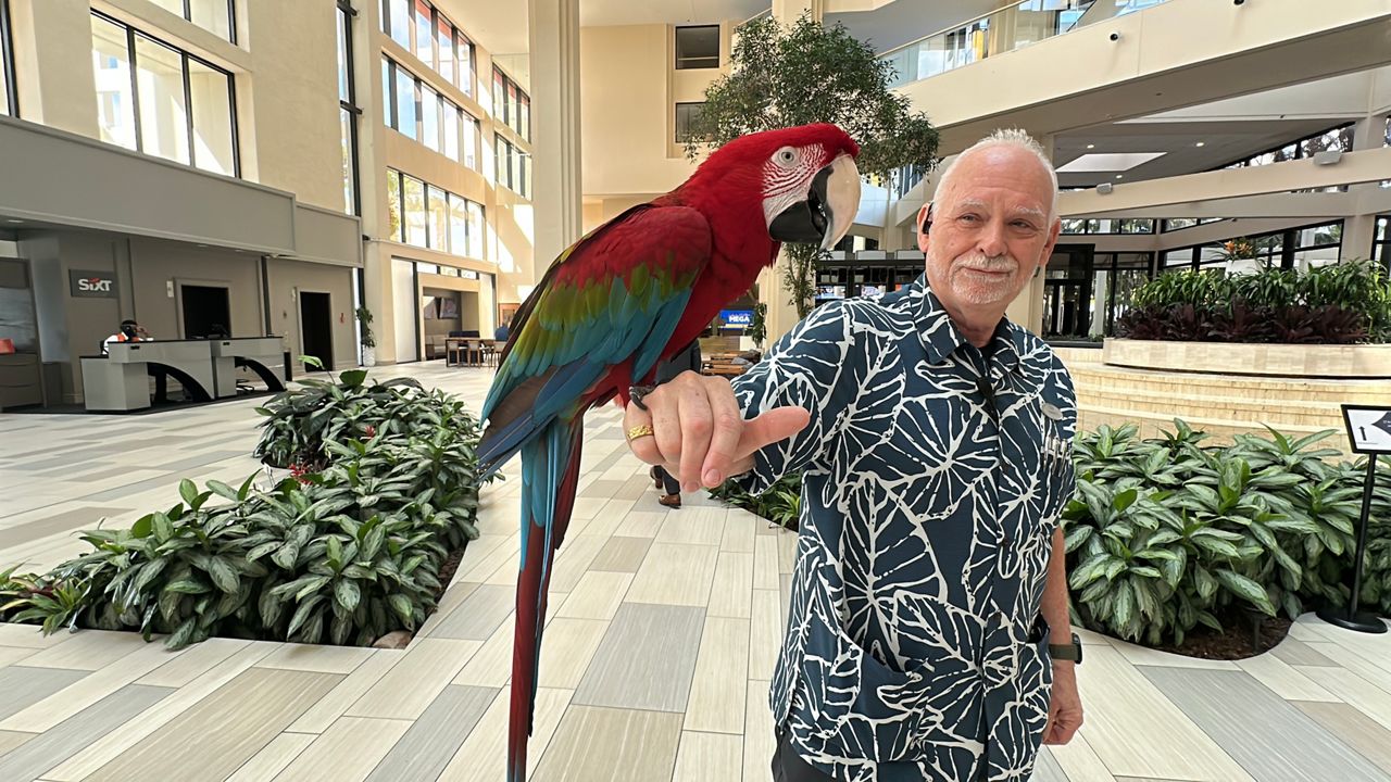 From the moment guests arrive at the Hyatt Regency Grand Cypress Resort, they get a warm welcome from a local celebrity, their lobby ambassador, Merlot, a red, green and blue long-tailed macaw. (Spectrum News/Massiel Leyva)