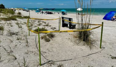 Sea turtle nests down in St. Pete Beach
