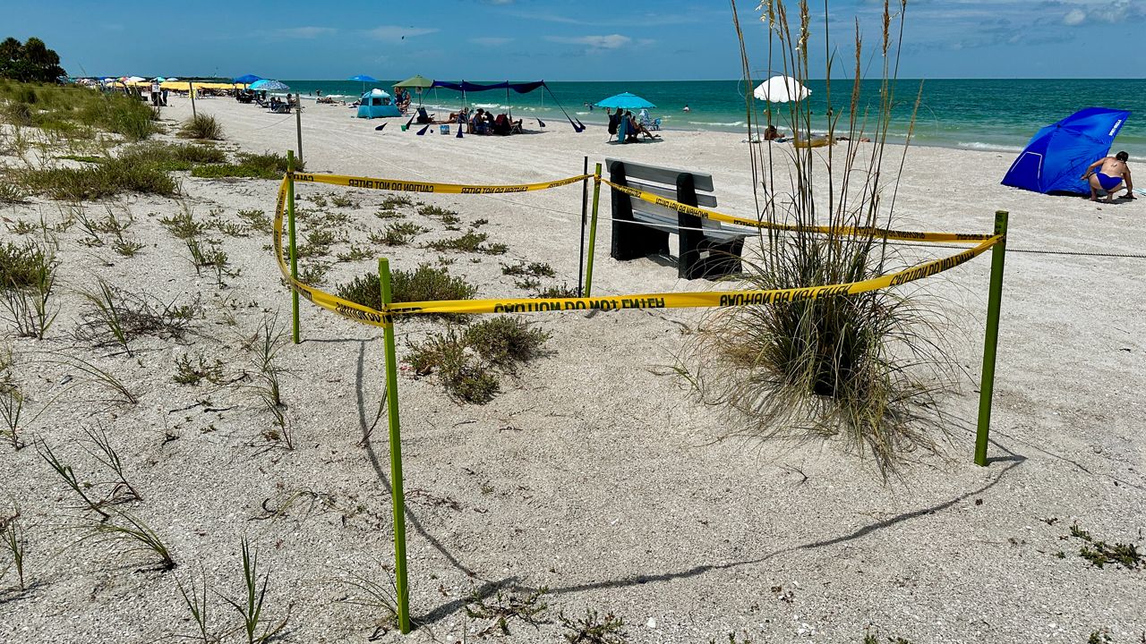 Sea turtle nests down in St. Pete Beach