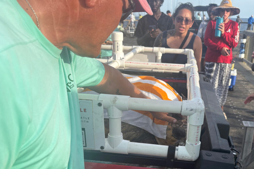 Volunteers with the Navarre Beach Sea Turtle Conservation Center take care of the rescued loggerhead sea turtle. Credit: Dennis Pillion/Inside Climate News