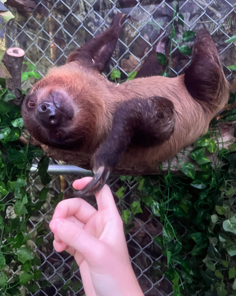 A sloth at Larry Wallach’s Sloth Encounters store in Long Island on Sept. 10, 2022. Credit: Nicole Rice
