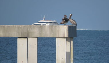 County announces Fort Myers Beach Pier project has approval from Army Corps of Engineers - FORT MYERS