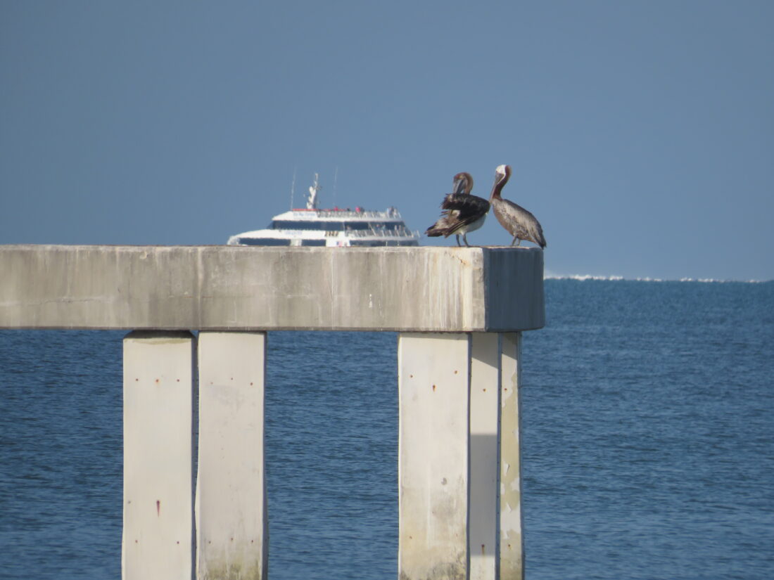 County announces Fort Myers Beach Pier project has approval from Army Corps of Engineers - FORT MYERS