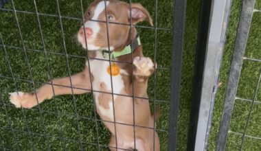 Amid Trump's immigration crackdown, one Tampa pet rescue is dealing with a flood of animals