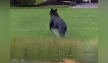 Black bear spotted swimming in Port St. Lucie neighborhood