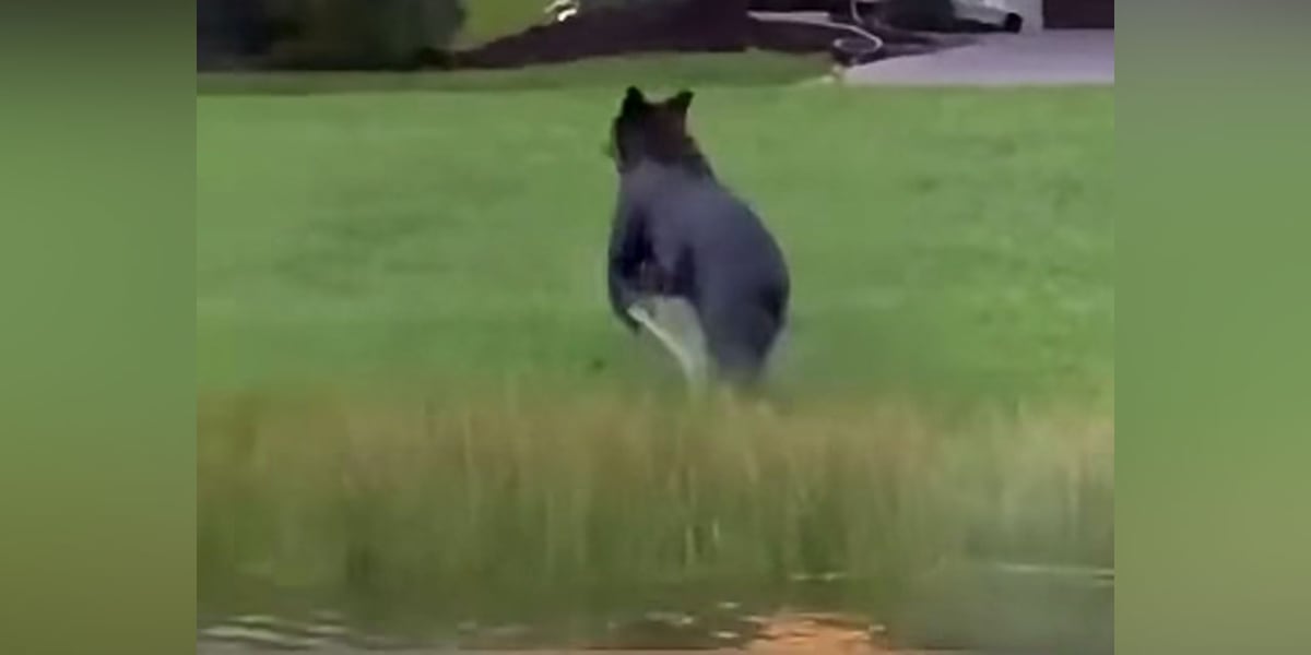 Black bear spotted swimming in Port St. Lucie neighborhood