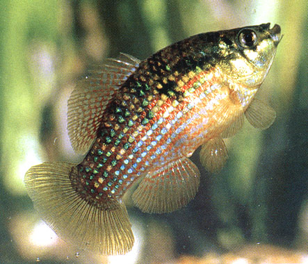 An American flagfish (Jordanella floridae), also known as the Florida flagfish (USGS, public domain, via Wikimedia Commons)
