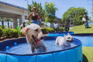 Chewy sets record with Dog Pool Party at Chewy Bark Park