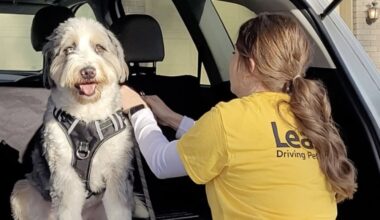 Leash pet driving service expands to Tampa Bay market