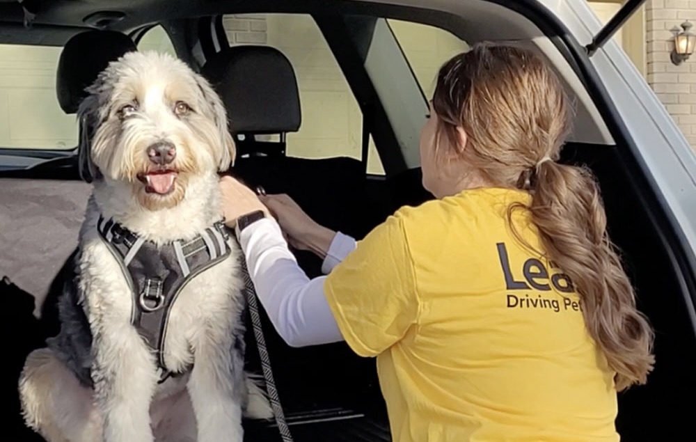 Leash pet driving service expands to Tampa Bay market