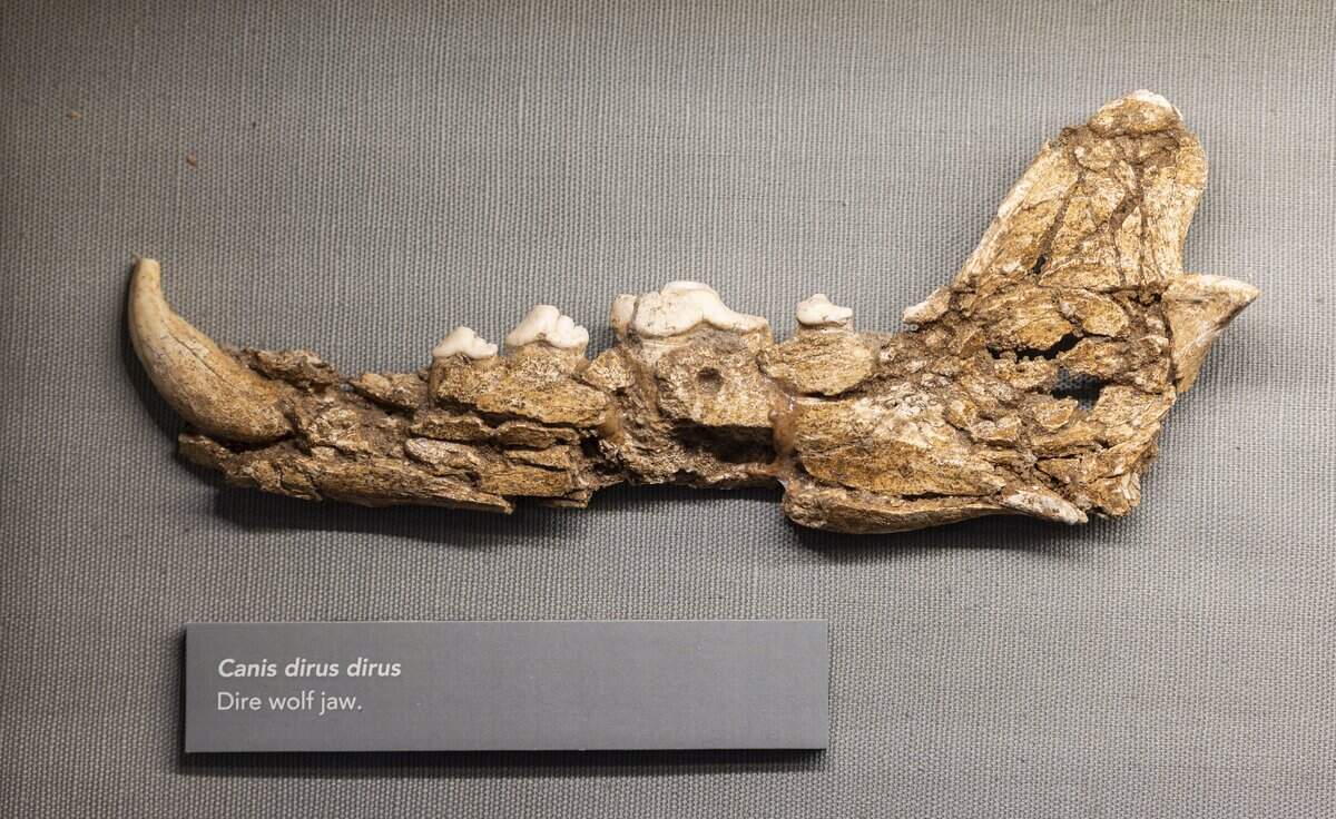 A jawbone from a dire wolf, a species that went extinct in South Florida more than 10,000 years ago, is on display in the Museum of Miami’s “Tropical Dreams: A People’s History of South Florida” exhibit. The jawbone was recovered from a fossil site at the Deering Estate in South Miami-Dade that’s the oldest known place of human habitation in the county.
